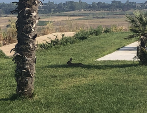 Il primo ospite di Torre Bonera